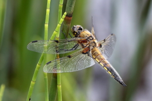 Welney Sightings 29/05/22